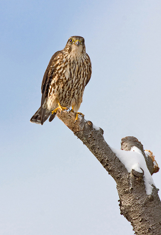 merlin4