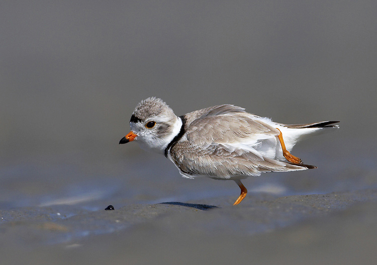 pipingplover03a