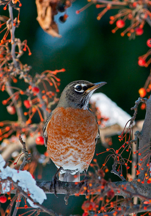 robin01