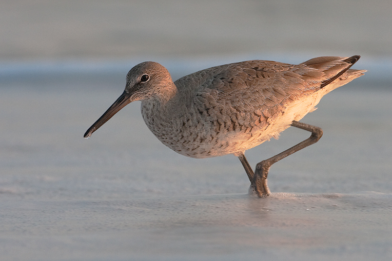 willet22