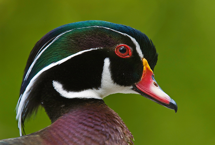 woodduck07