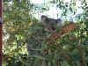 Dscf0050.jpg (81246 bytes)