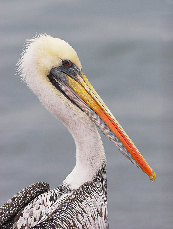pelican02