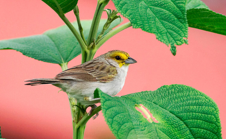 yellowbrowedsparrow01