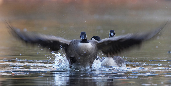 cgoose01