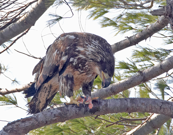 eagle55