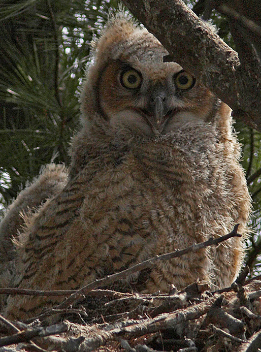 gho01