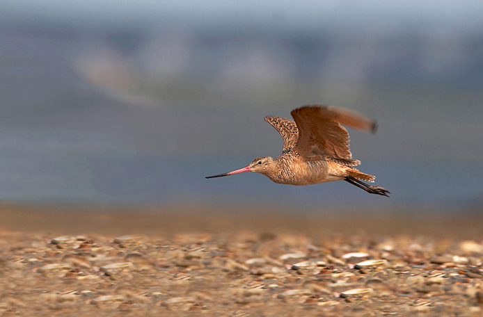 godwit10