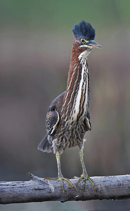 greenheron24