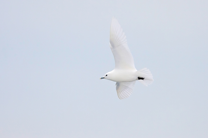 ivorygull3