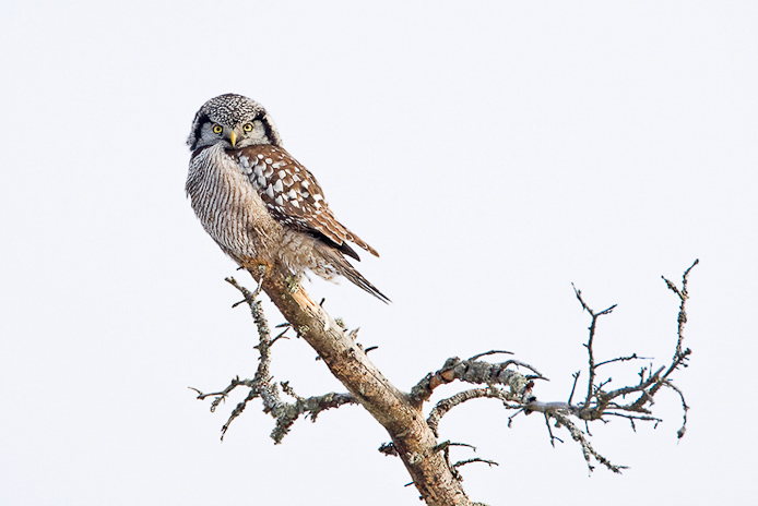 nhawkowl8