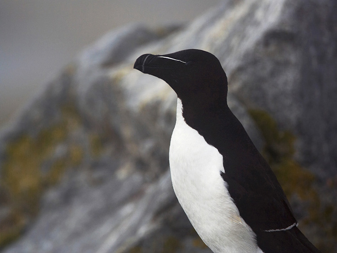 razorbill04