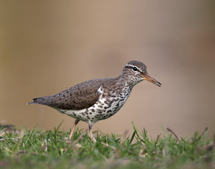 spottedsandpiper06