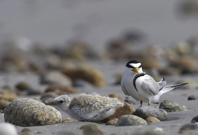 tern07