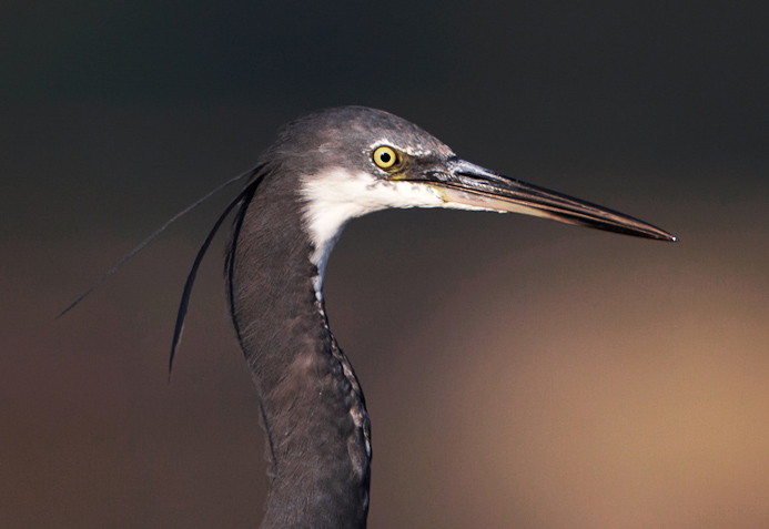 wrheron08