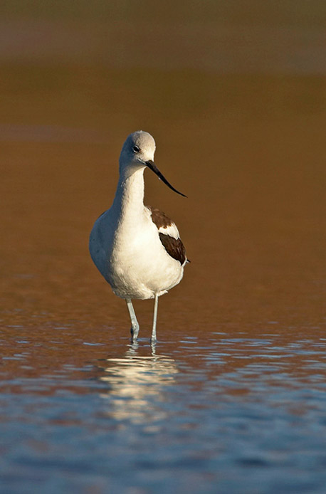 amavocet5