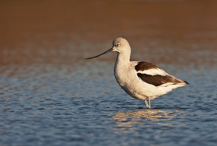 amavocet6