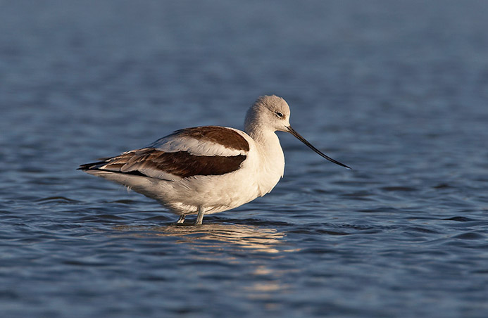 amavocet7