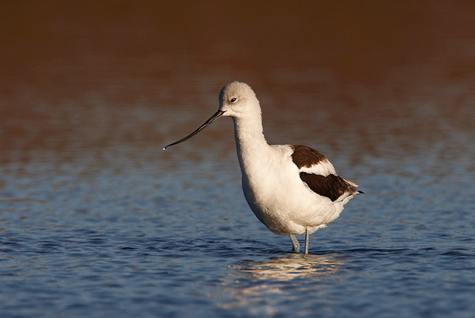 amavocet8