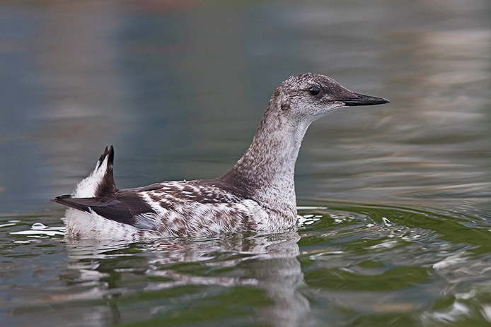 blackguillemot