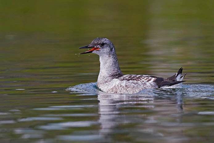 blackguillemot2