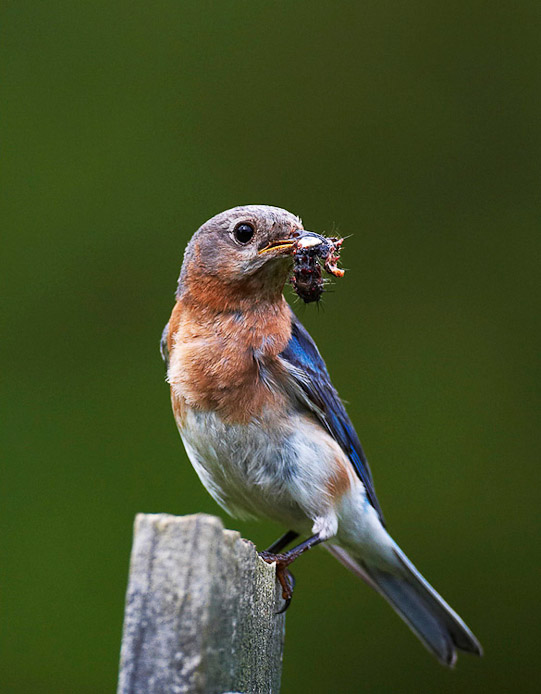 bluebird06