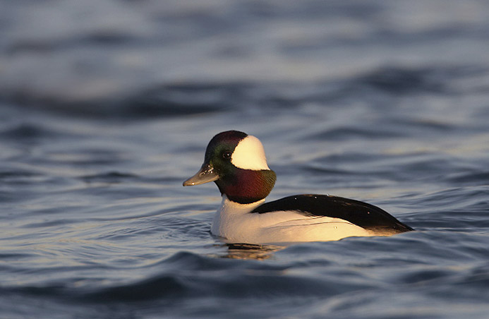 bufflehead01