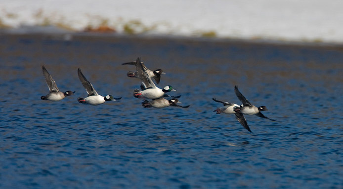 bufflehead02