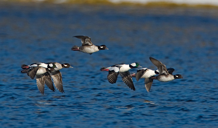 bufflehead03