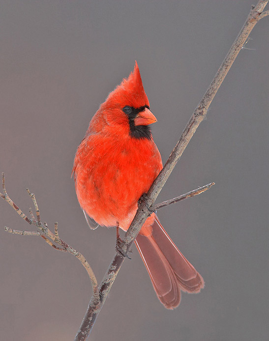 cardinal1