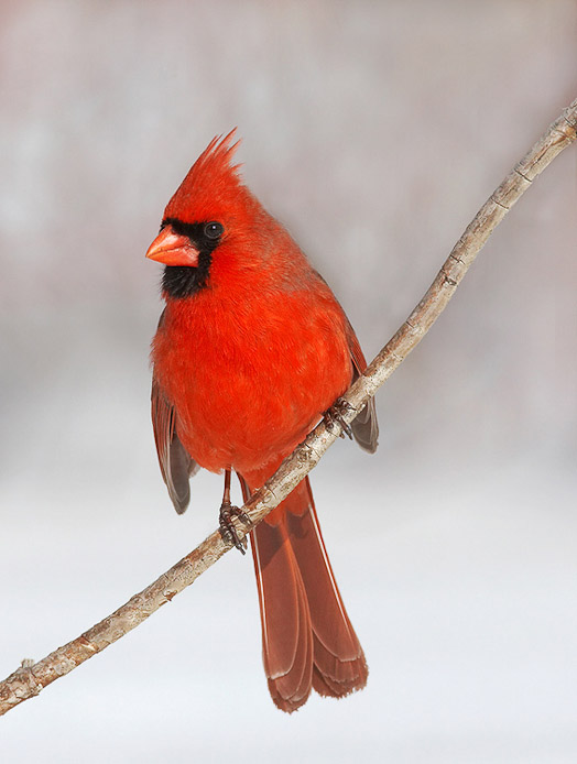 cardinal2