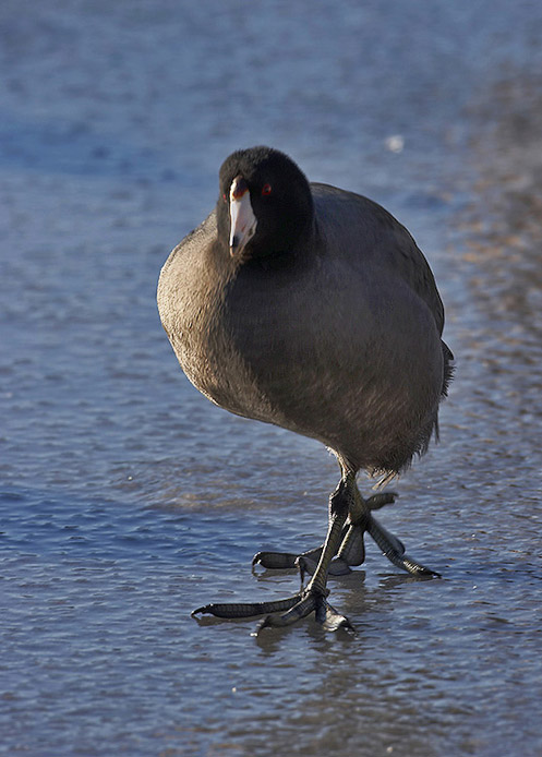 coot02