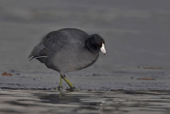 coot05