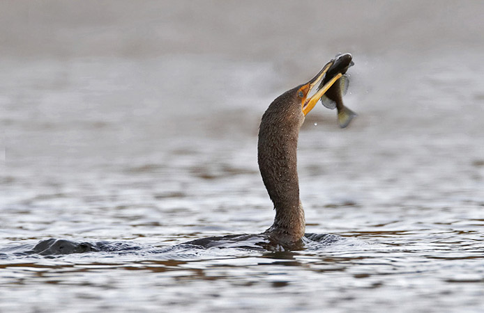 cormorant06