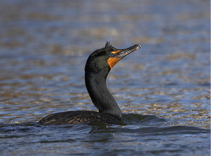 cormorant07