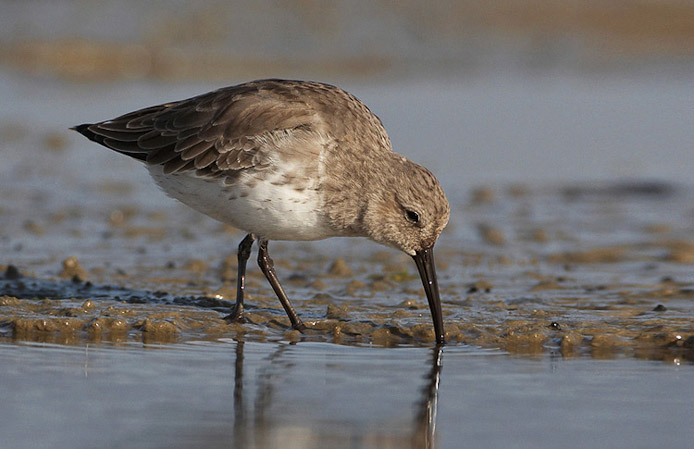 dunlin01