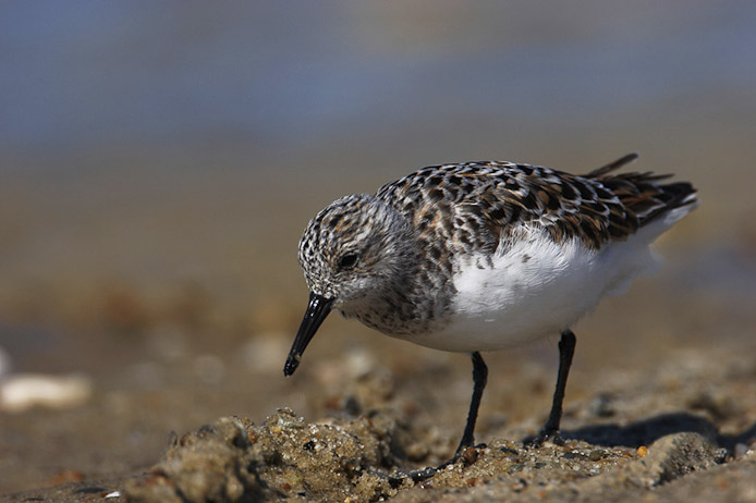 dunlin03