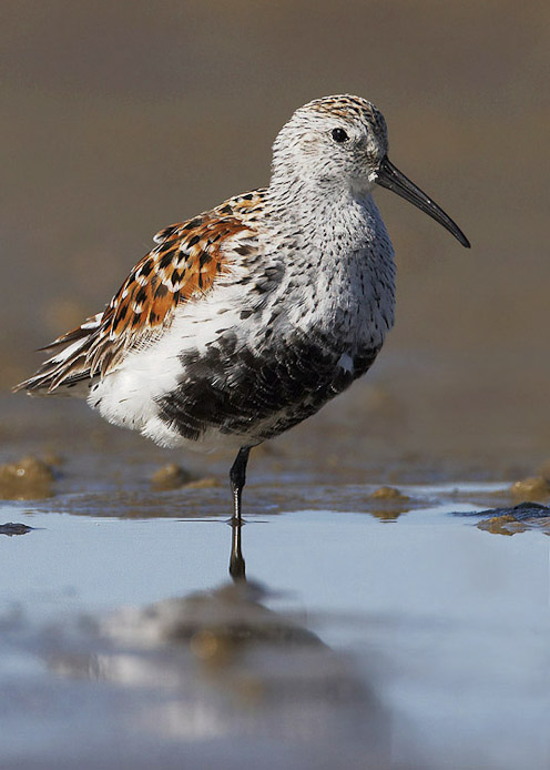 dunlin04