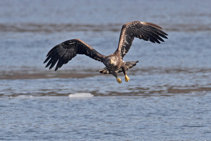 eagle53