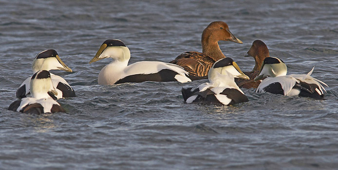 eider03