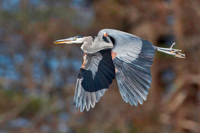 gbheron02