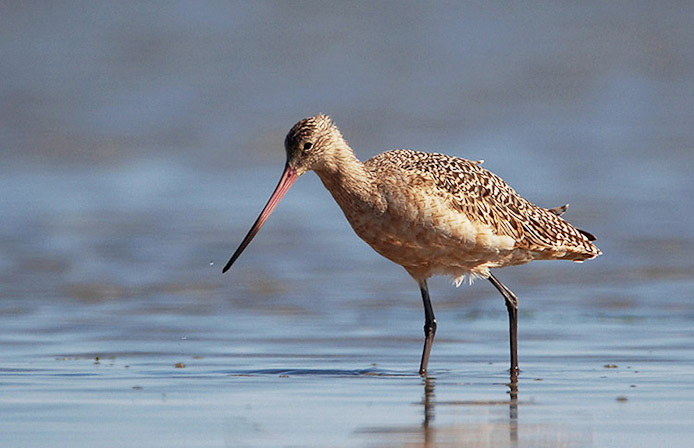 godwit03