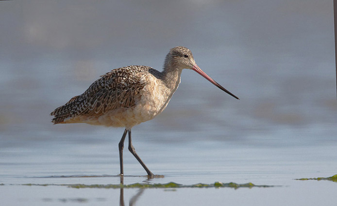 godwit04