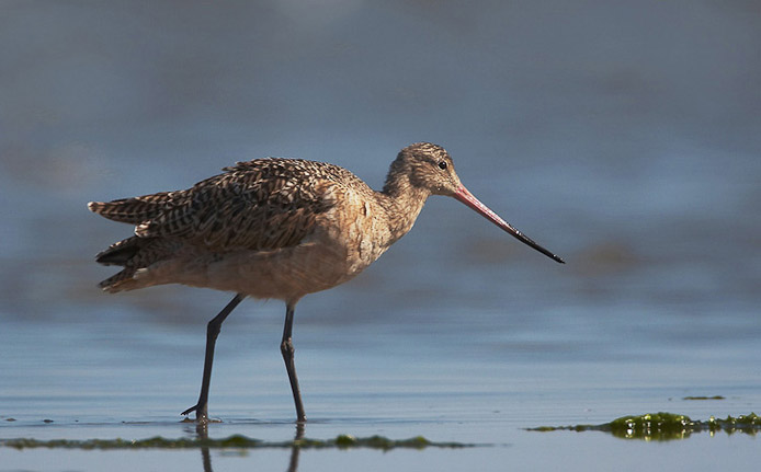 godwit05