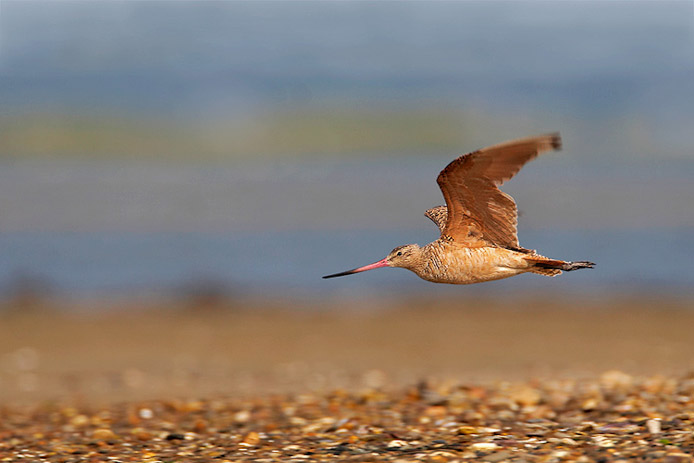 godwit08a