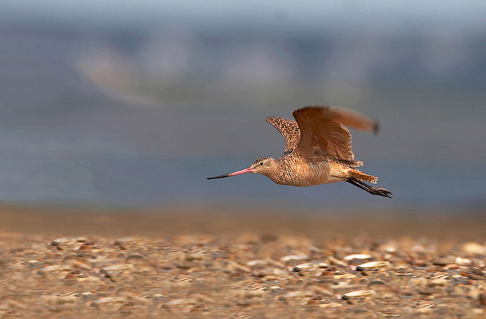 godwit10