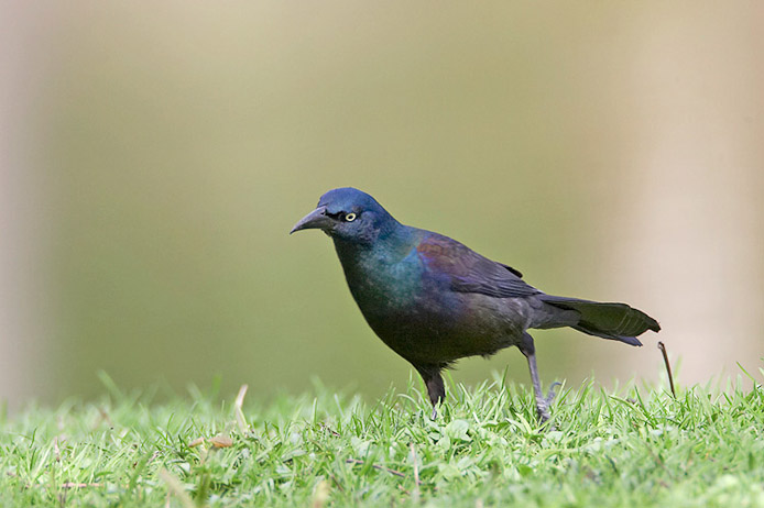 grackle01