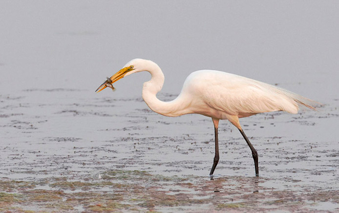 greategret09