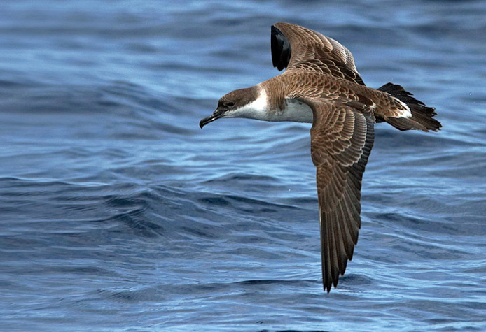 greatershearwater1