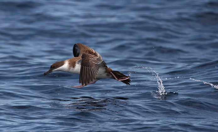 greatershearwater3a